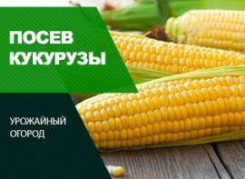 Як садити кукурудзу - корисні статті про садівництво від Agro-Market