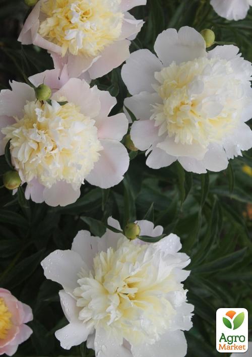 Пион травянистый "Primevere"  NEW