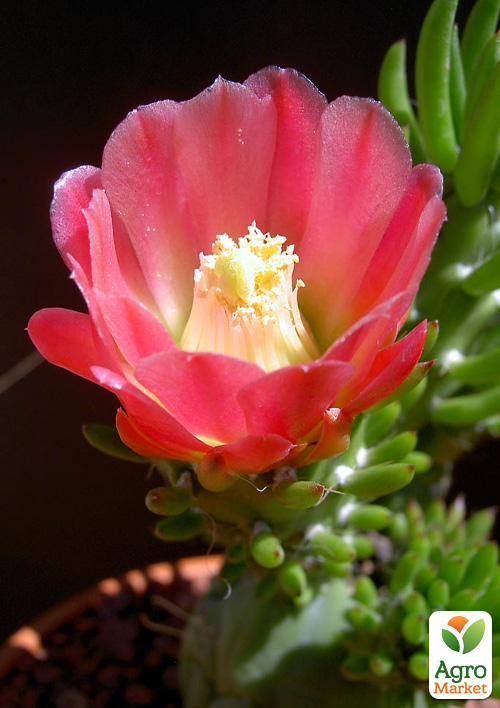 Кактус "Опунція" (Opuntia subulata) (Нідерланди)