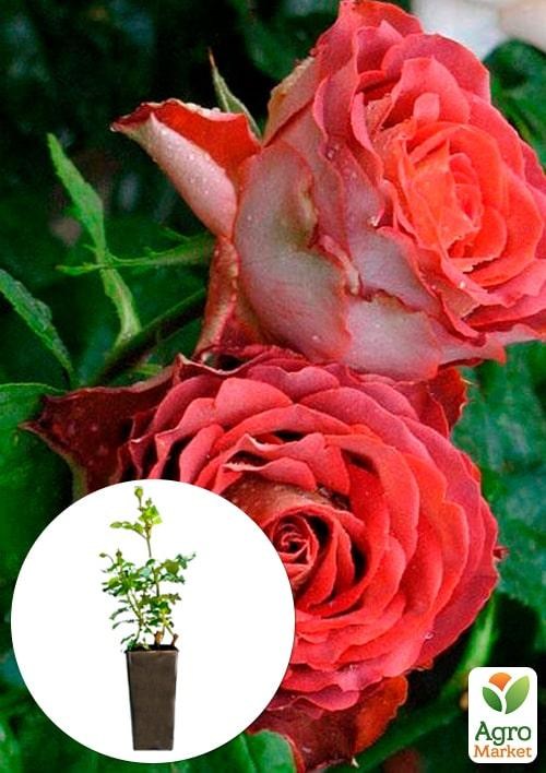 Роза в контейнере чайно-гибридная "Guinness" (саженец класса АА+)