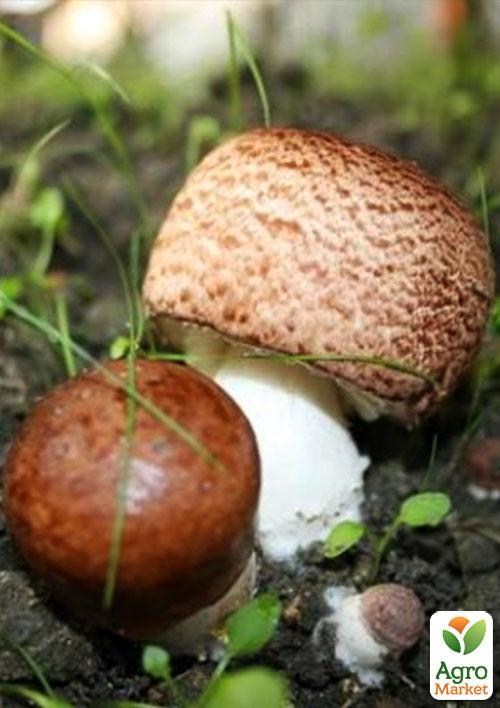 Сухий зерновий міцелій «Печериця бразильська» 100г