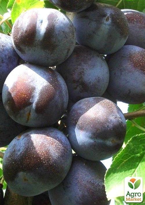 Слива "Блю Фри" (осенний сорт, поздний срок созревания) - фото 4