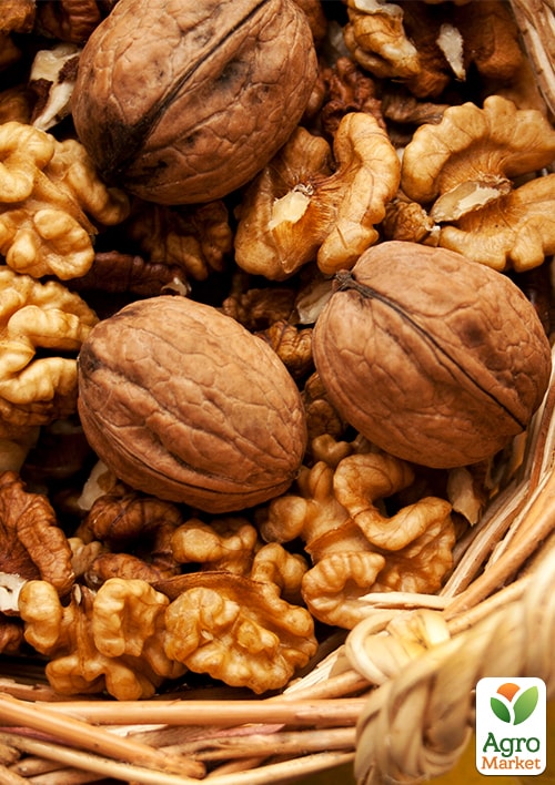 Грецкий орех "Буковинская бомба" (средний срок созревания) - фото 8