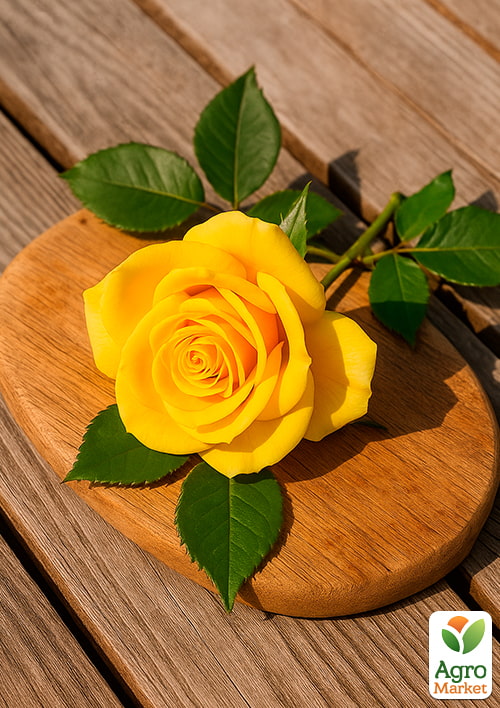 Роза чайно-гибридная "Папилон" (саженец класса АА+) высший сорт - фото 4