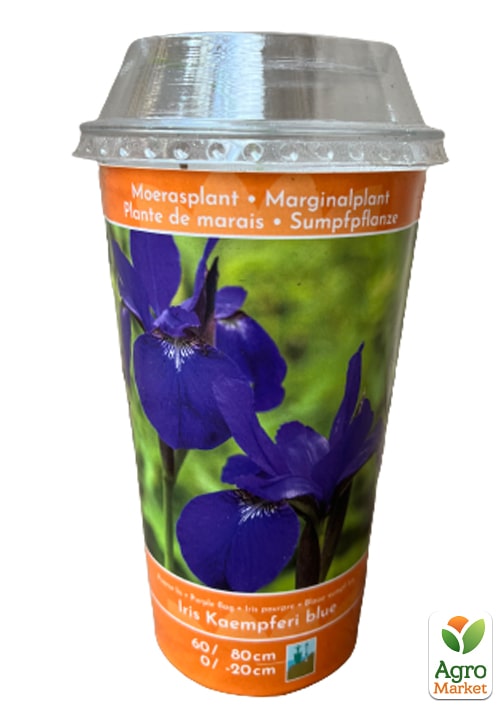 LMTD Ирис японский мечевидный (нимфея) "Kaempferi blue"  