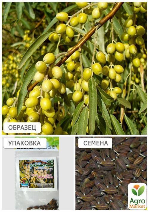 Лох узколистный (Зипер) ТМ "Весна" 1г - фото 4