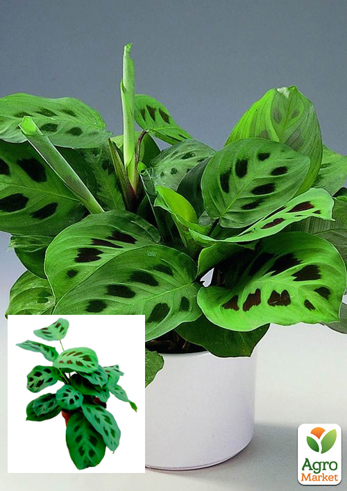 Маранта "Kerchoveana"