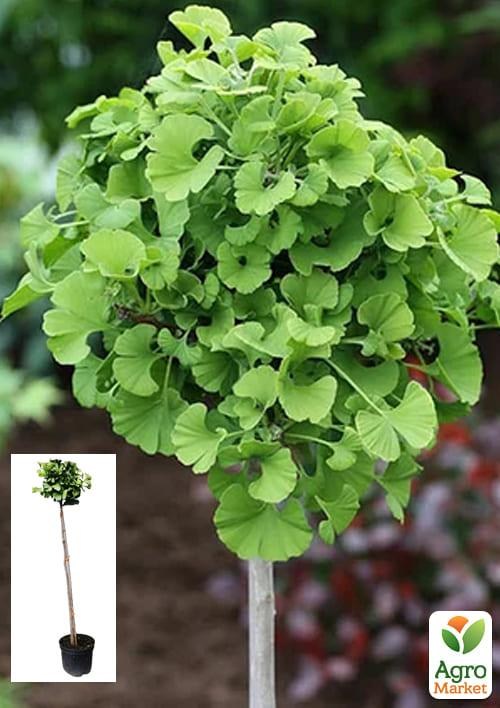 Гінкго Білоба на штамбі "Дволопатевий" висота 70-90см 