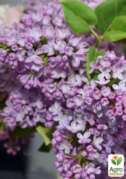 Сирень лиловая "Угорская" (Ugric)