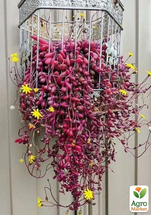 LMTD Сенеціо (хрестовник) "Purple Flash" підвісний вазон - фото 5