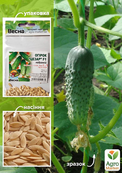 Огірок "Цезар F1" (Зипер) ТМ "Весна" 1.5г