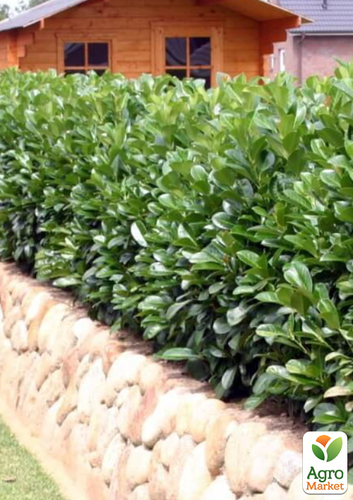 Лавровишня декоративная "Otto Supreme" вазон С4 - фото 3