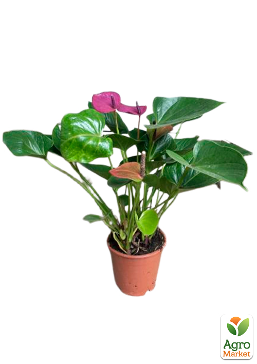 Антуриум (Anthurium) "Baby Purple" - фото 2