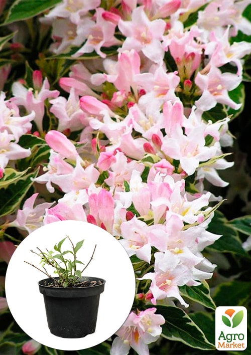 Вейгела 2-х летняя "Splendid" С3, высота 20-40см