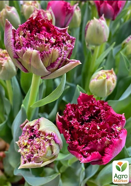 Тюльпан "Matchpoint"  - фото 2