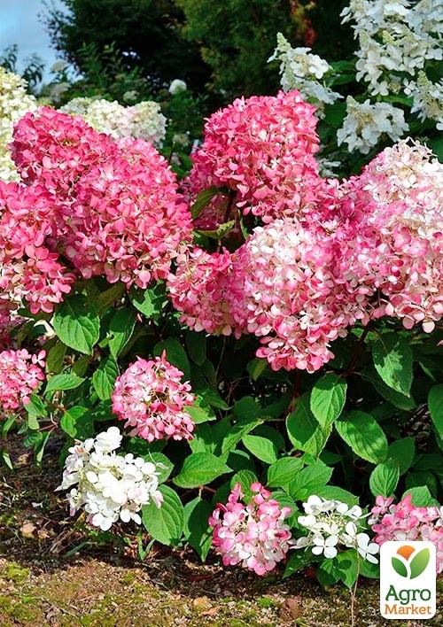 Гортензія 3-х річна волотиста "Pink Diamond" - фото 2