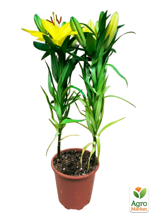 Лилия комнатная цветущая "Tiny Ranger" высота 40-45см - фото 5