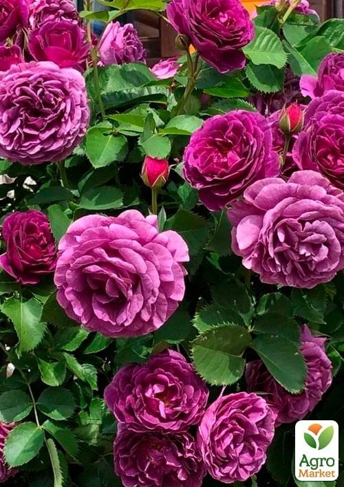 Роза в контейнере флорибунда "Minerva" (саженец класса АА+) - фото 2