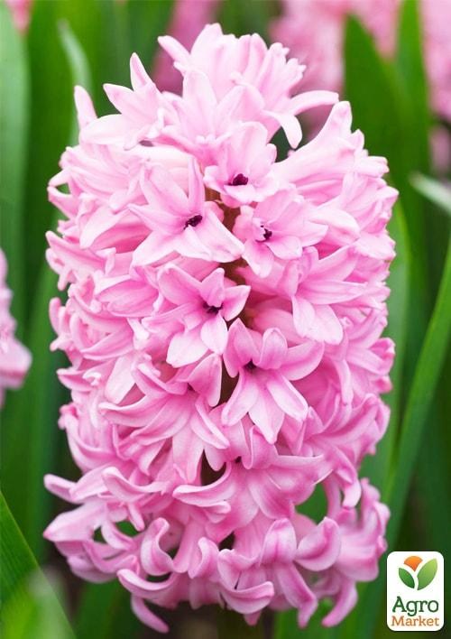 Гіацинт "Fondant" 2шт в упаковці