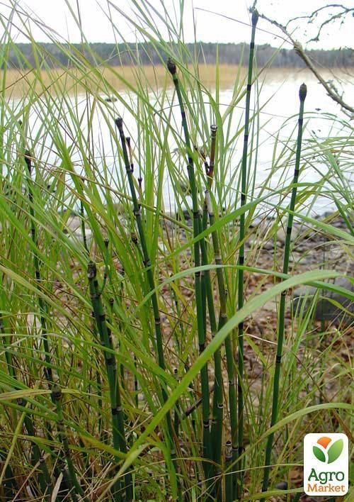 Хвощ зимующий