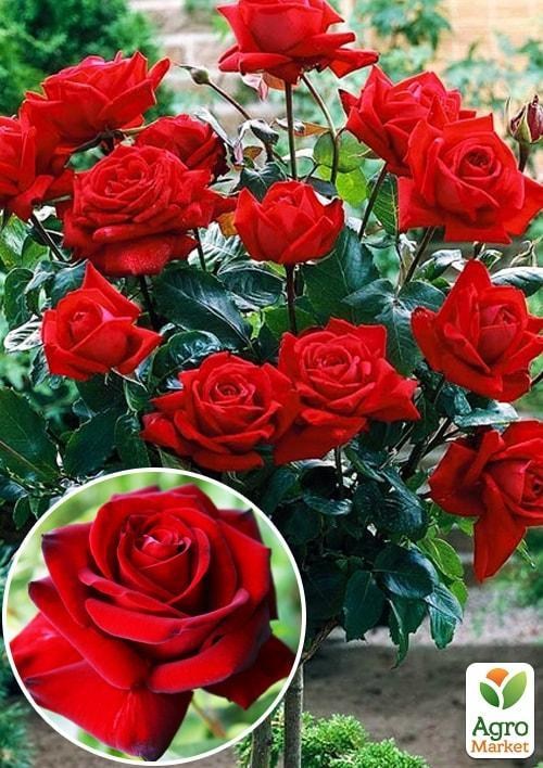 Роза штамбова "Ред Каскад"