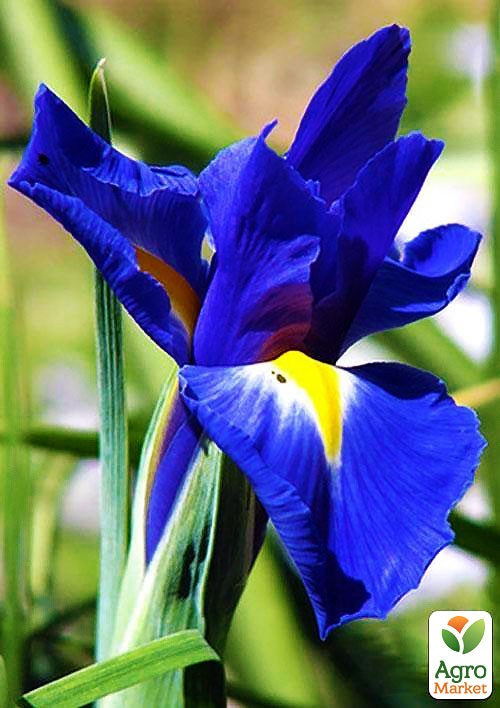 Ірис голландський "Hollandica Blue Magic 1002" 5шт в упаковці