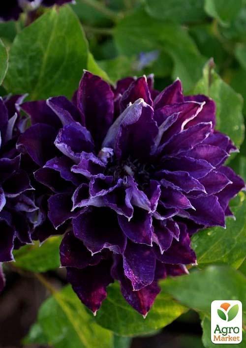 Клематис "Shin-Shigyoku" (повторноквітучий сорт) - фото 6