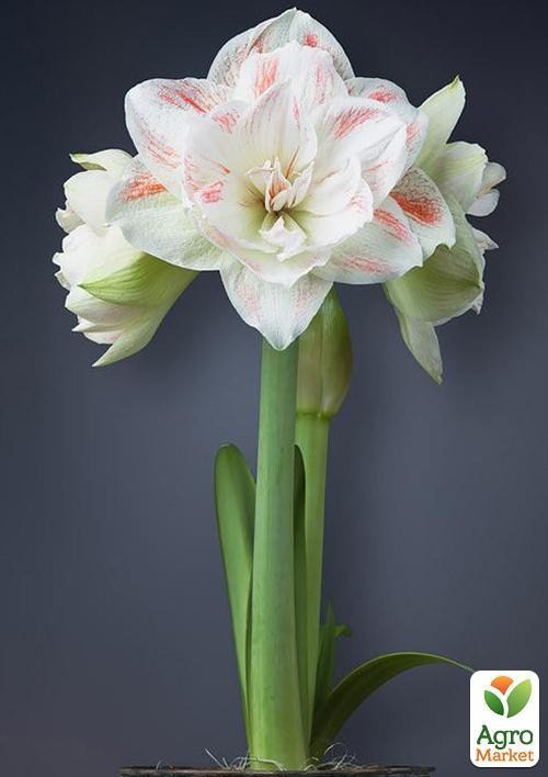 Амариліс "Nymph" (розмір 26/28, дуже великий) 1шт в упаковці