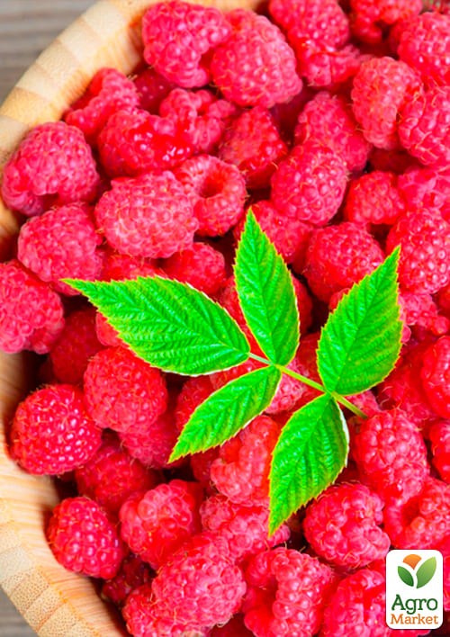 Малина "Бриллиантовая" (ремонтантный крупноплодный сорт) - фото 2