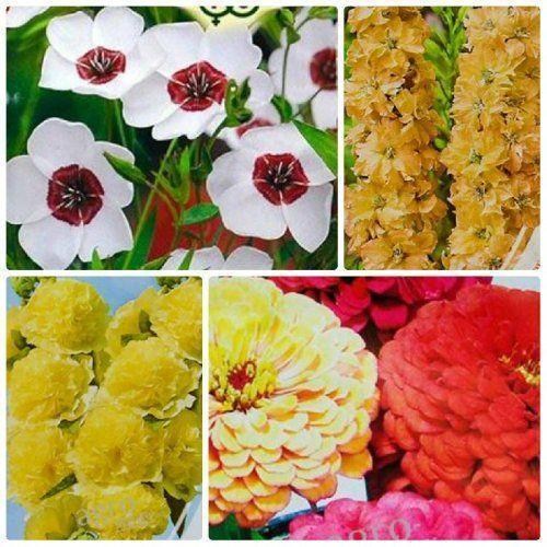 Комплект семян цветов "Больше чем любовь" 5уп