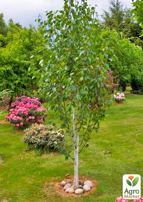 Береза корисна "Jacquemontii" висота 70-80см - фото 2