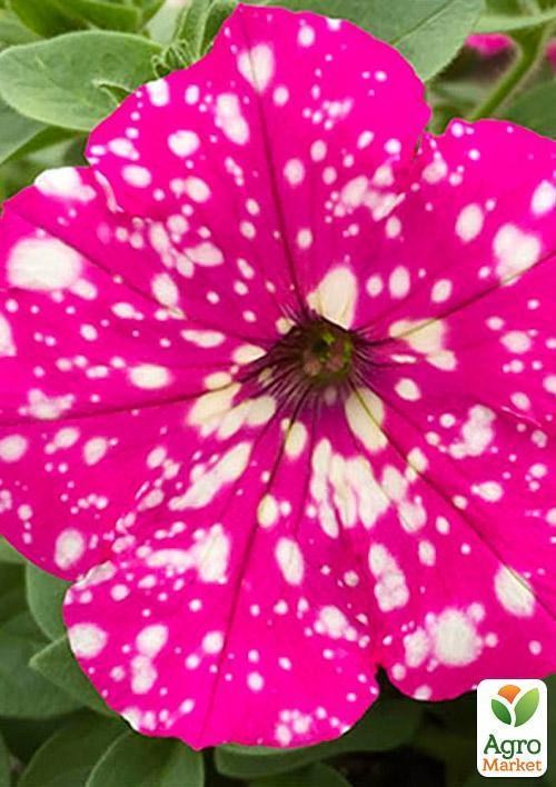 Петуния ампельная "Special Pink Splash" (контейнер №10, высота 10-15см) - фото 2