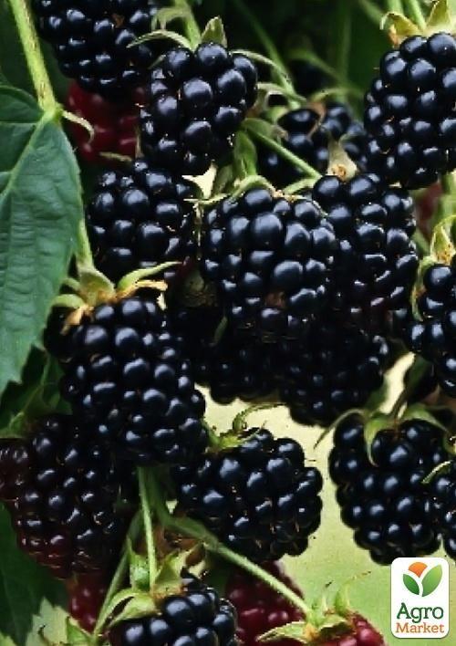 Ежевика ремонтантная ранняя "Рубен" (Reuben)