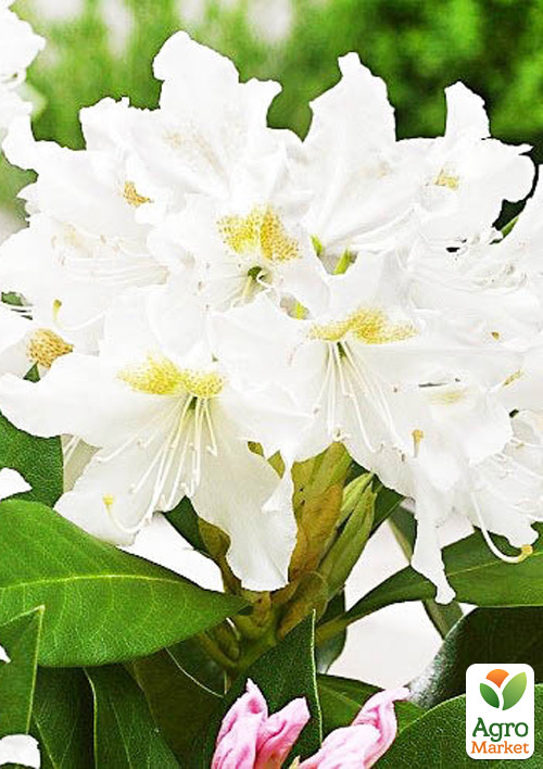 Рододендрон білий "Cunningham's white"