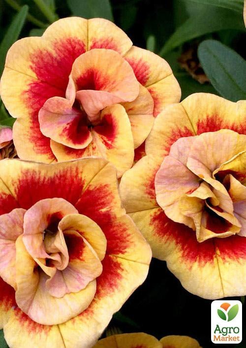 Калібрахоа Calita «Double Sunset Bicolor» (контейнер № 10, висота 10-15см) - фото 2