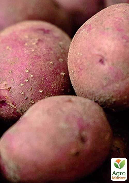 Семенной среднепоздний картофель "Рудольф" (на парку, 1 репродукция)