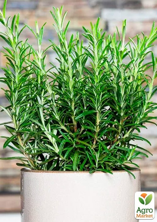 Розмарин "Росинка" ТМ "Vesna Select" 10шт