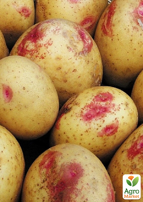 Картопля "Пікассо" насіннєва пізньостигла (1 репродукція) 5кг