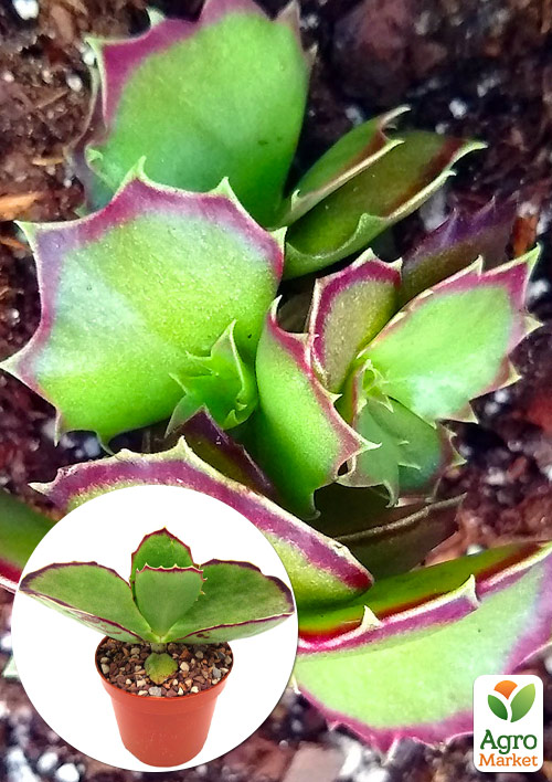 Каланхоэ Синсепала (Kalanchoe Synsepala)
