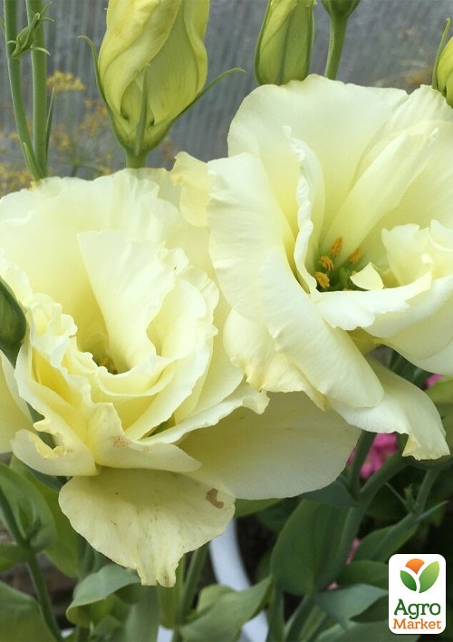 Эустома "Алисса желтая F1" ТМ "Vesna Exclusive" 4шт