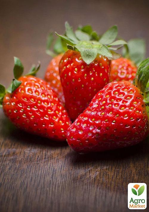 Полуниця "Вікторія" (ремонтантний сорт) - фото 8