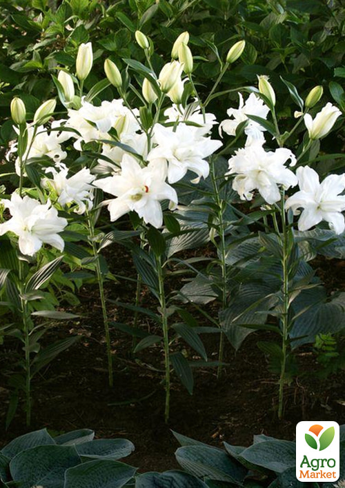 Лілія Махрова "Lotus Beauty" - фото 5