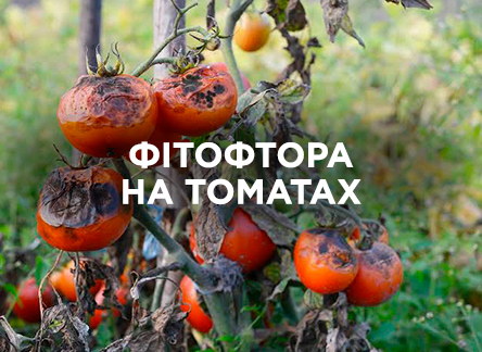 Фитофтора на томатах: признаки и лечение