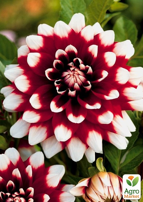 Жоржина "Duet"