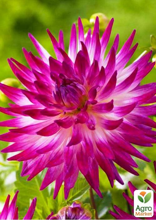 Жоржина "Dutch Explosion" 1шт в упаковкеNEW