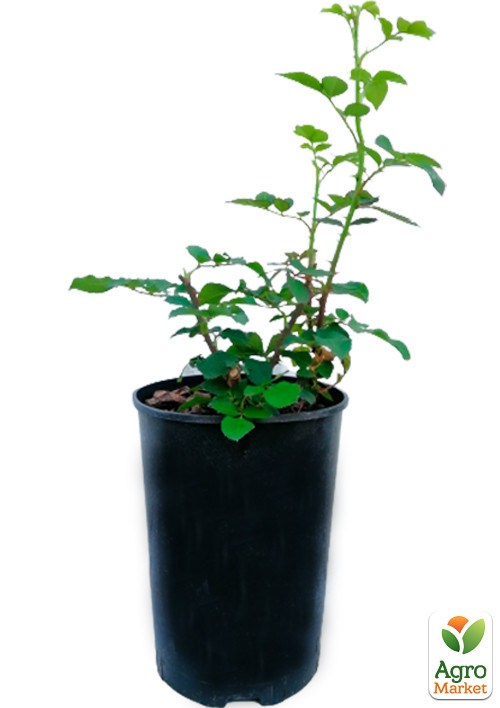 Роза в контейнере чайно-гибридная "Амнезия" (саженец класса АА+) - фото 2