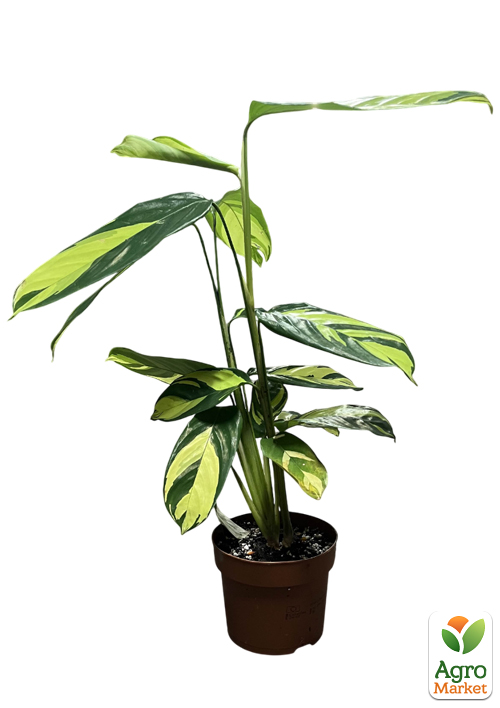 Калатея "Pilosa Gold" высота 40-50см - фото 6