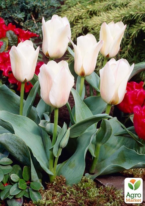 Тюльпан "Albion Star" (размер 11/12 , крупный) 3шт в упаковке