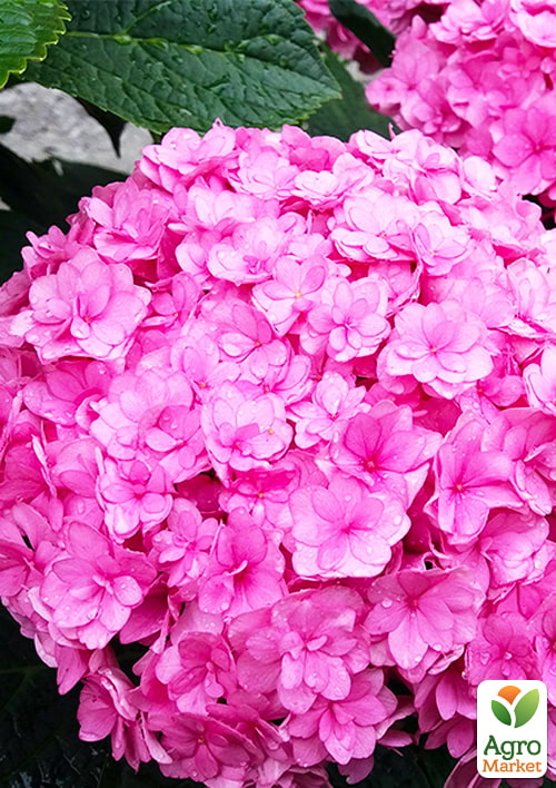 LMTD Гортензия махровая цветущая 2-х летняя "Romans" (25-35см) серия You&Me
