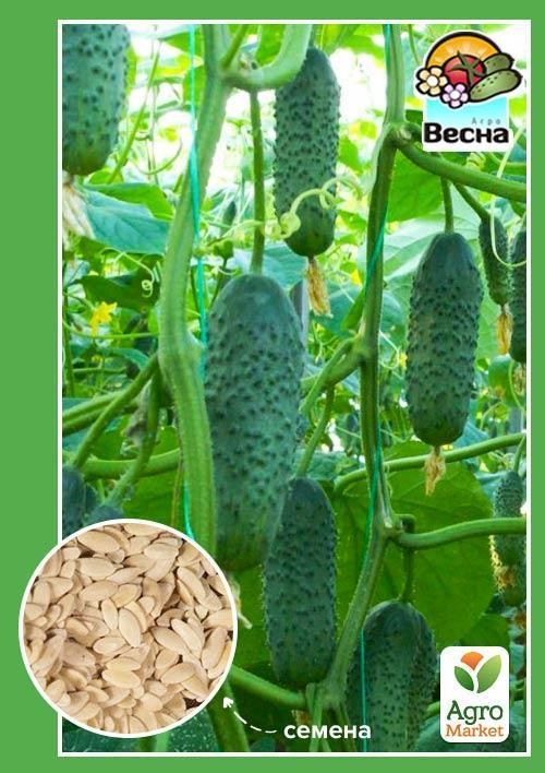 Огурец "Соплица F1" ТМ "Весна"  0.5г